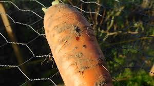 uploads/images/Images 1