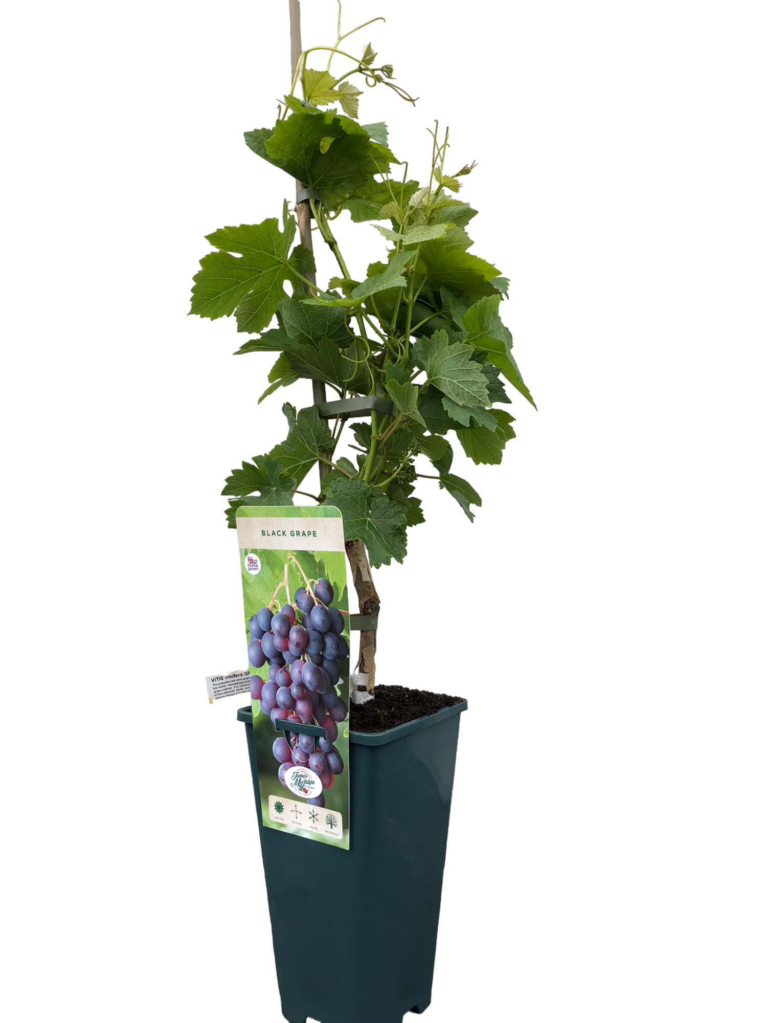 uploads/images/Img_0005 Photoroom