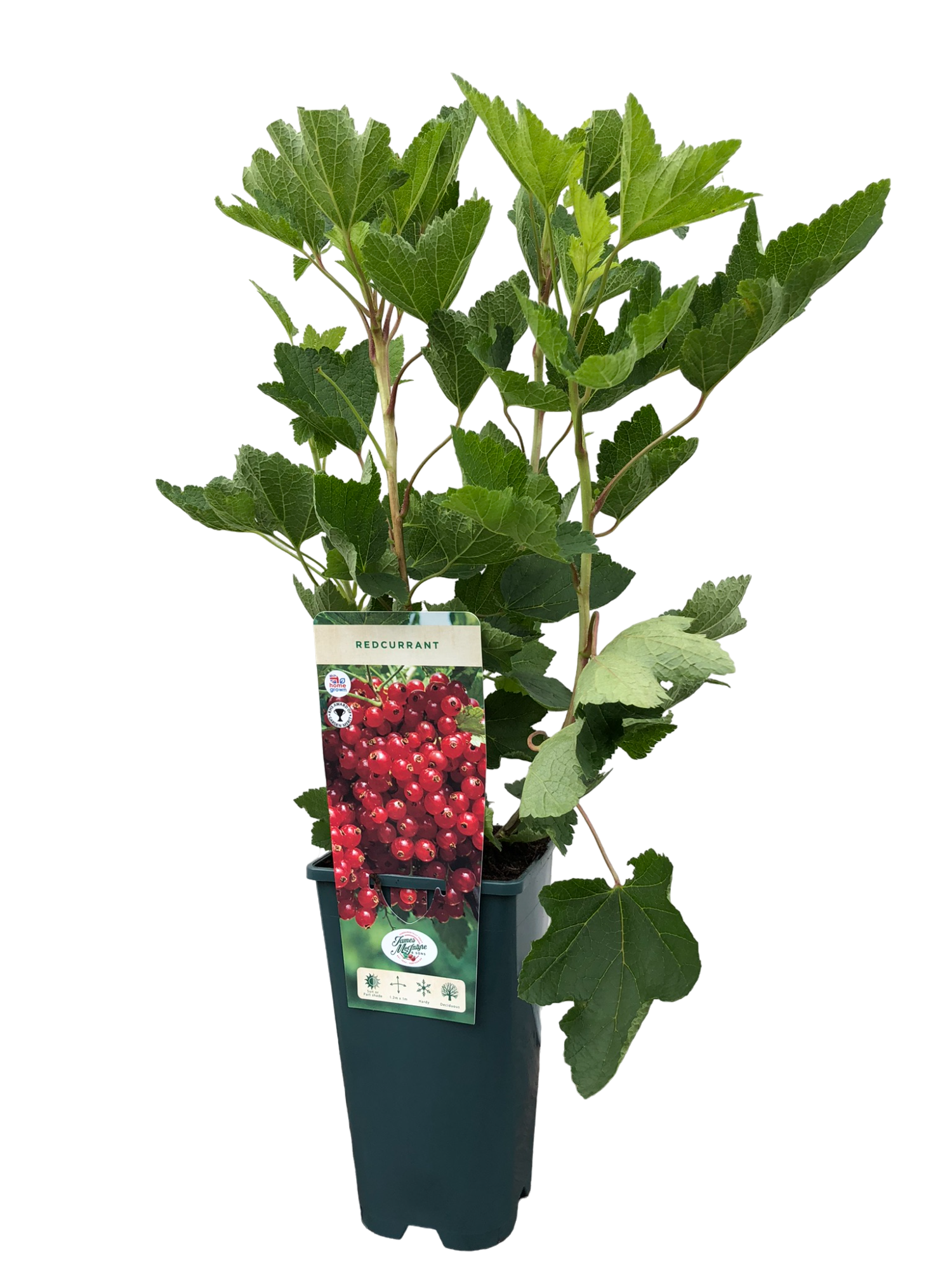 uploads/images/Img_0006 Photoroom