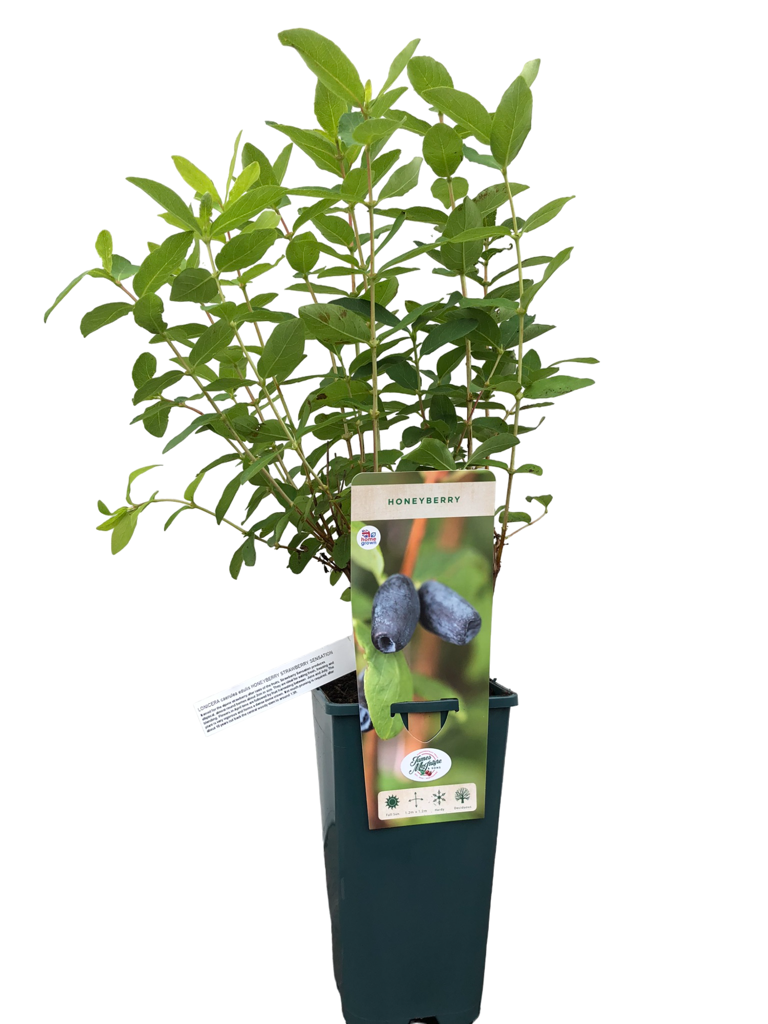 uploads/images/Img_0007 Photoroom