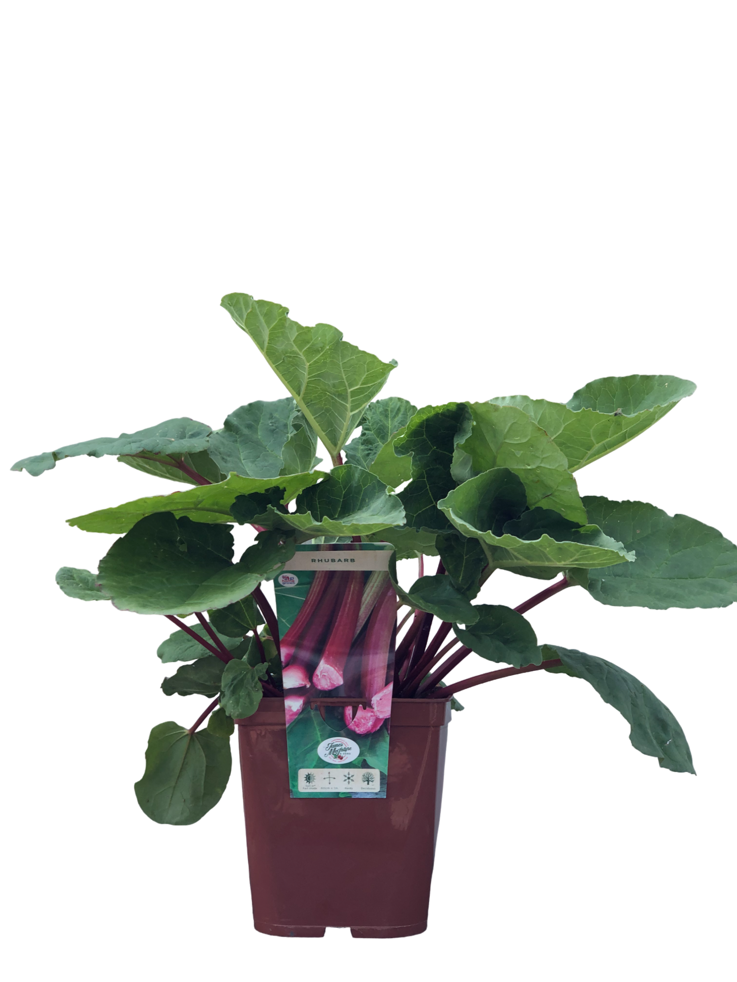 uploads/images/Img_0026 Photoroom