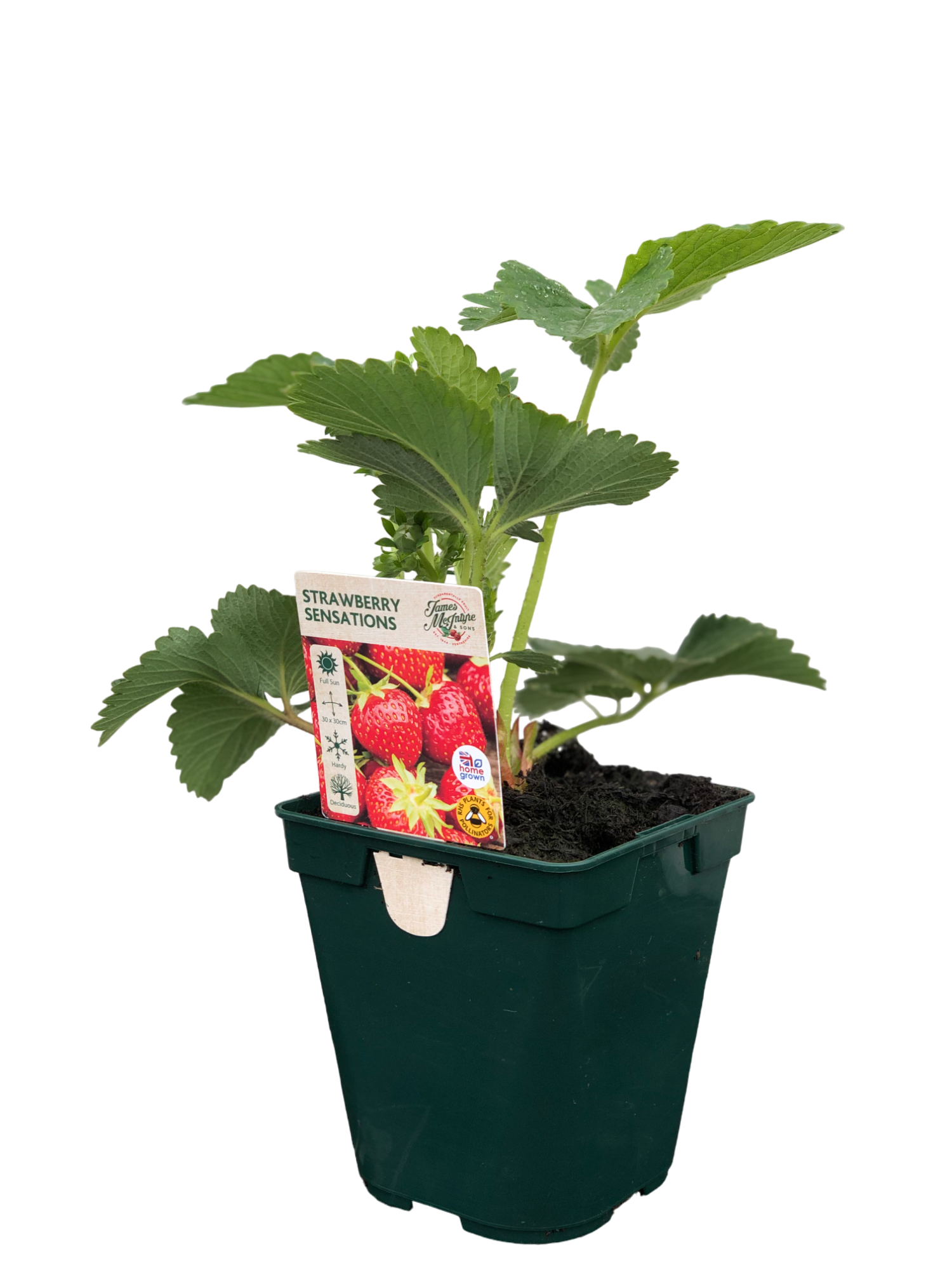 uploads/images/Img_0149 Photoroom