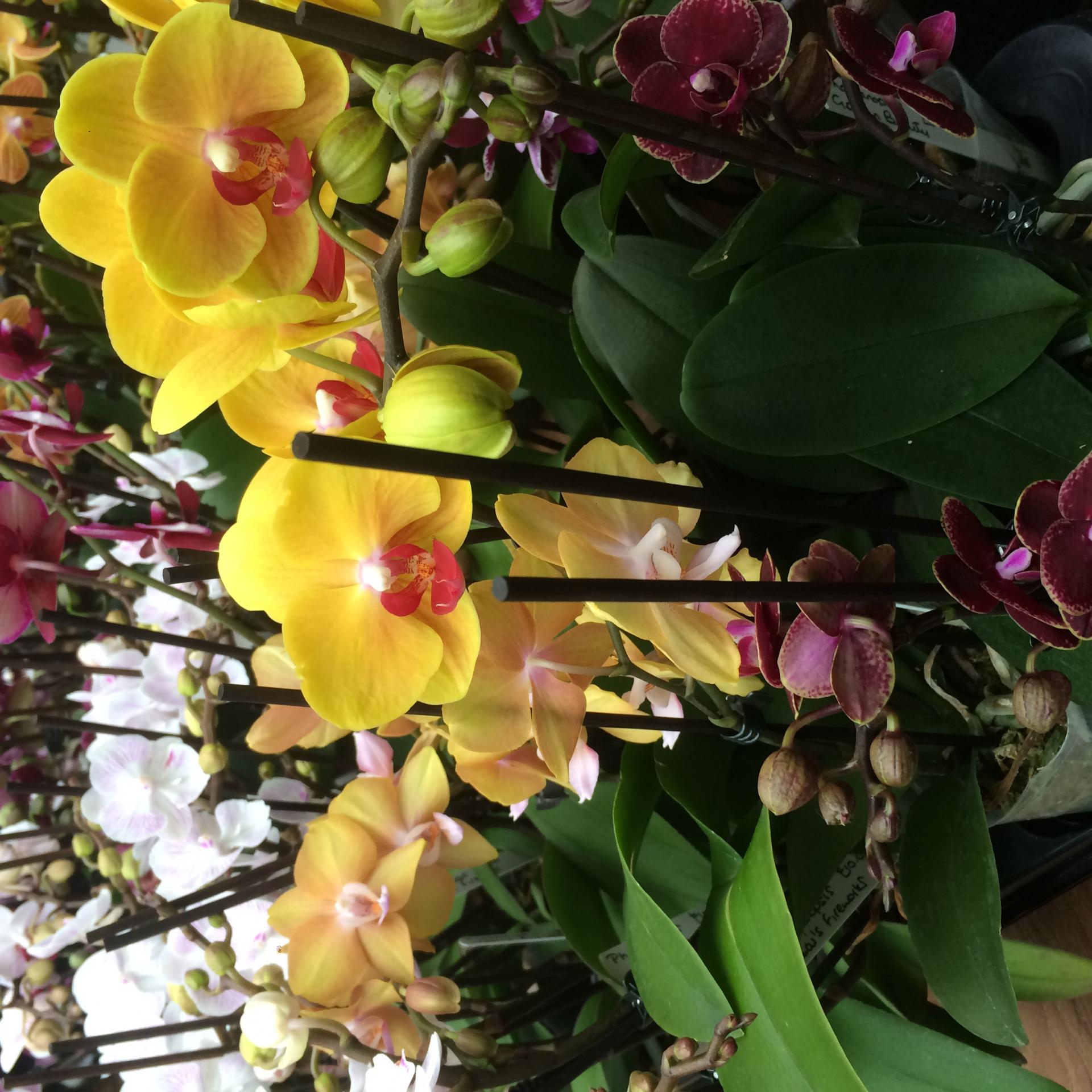 uploads/images/Img_0315 27a687c1e81650b11069602c4287d58e