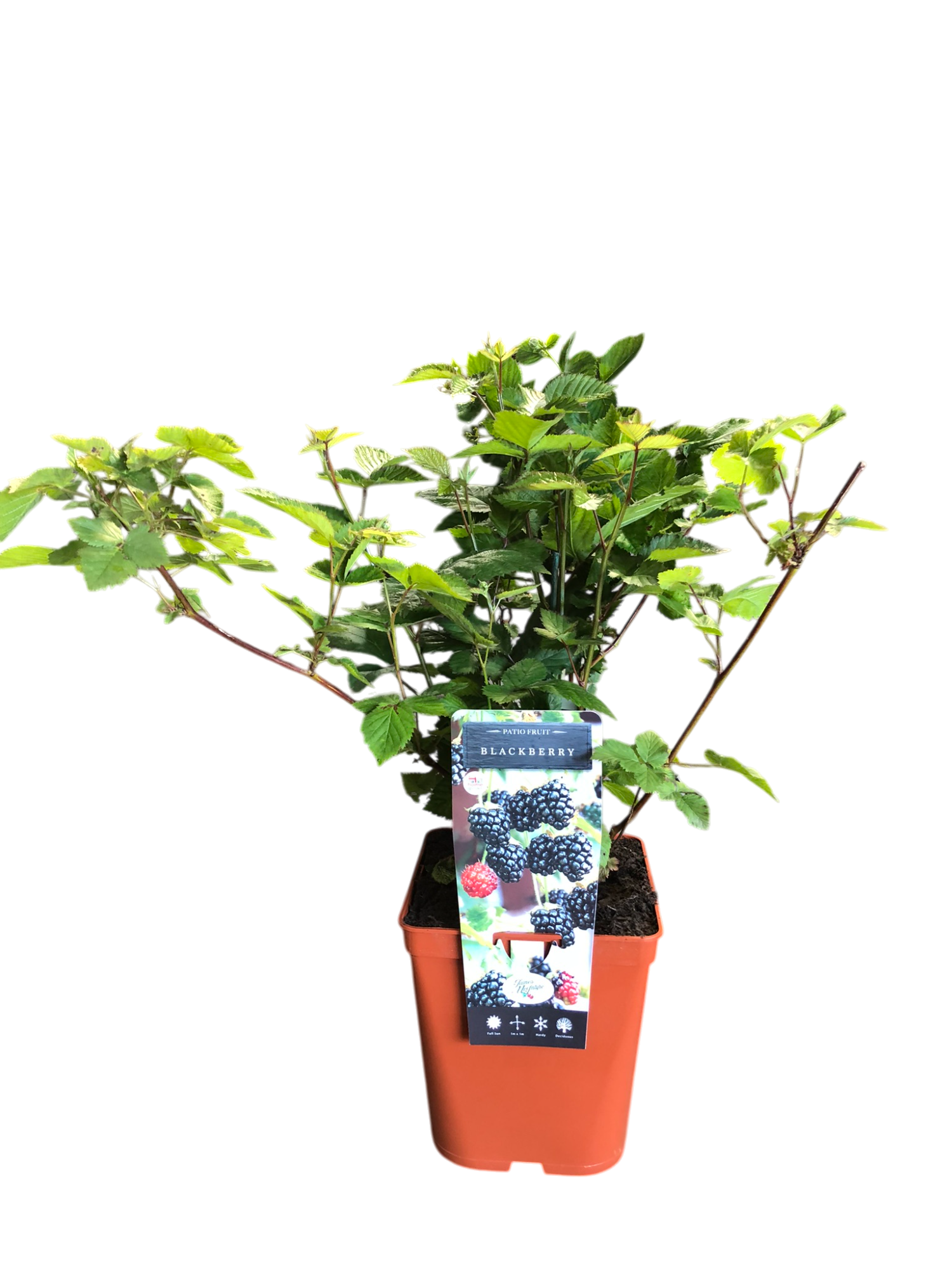 uploads/images/Img_0372 Photoroom