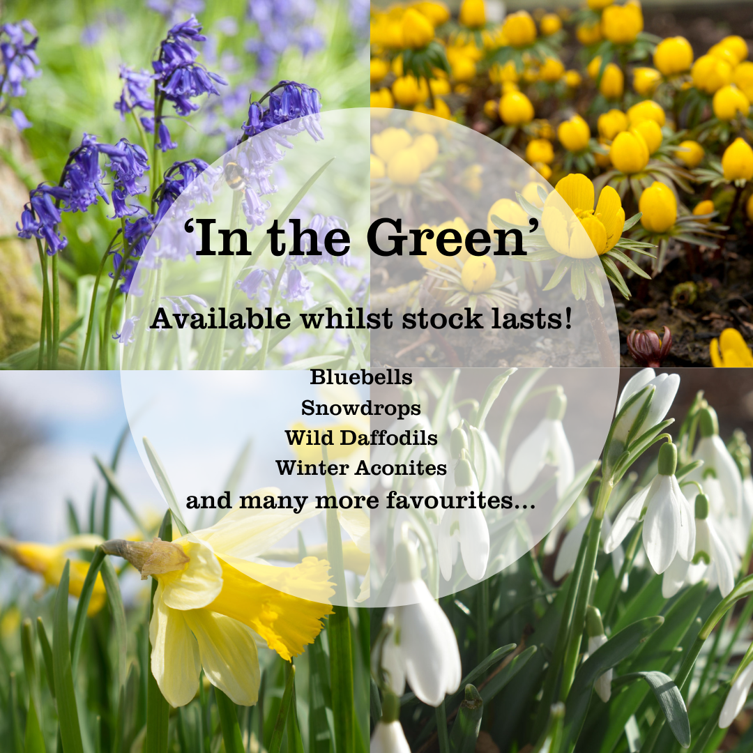 uploads/images/In the Green Collage 