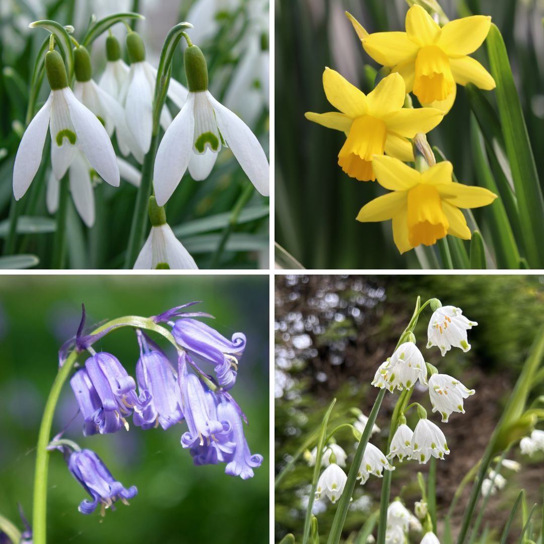 uploads/images/In the Green Collection.