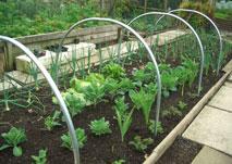 uploads/images/Individual Cloches