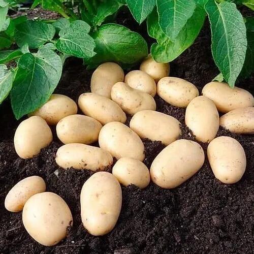 uploads/images/Potato House Jazzy