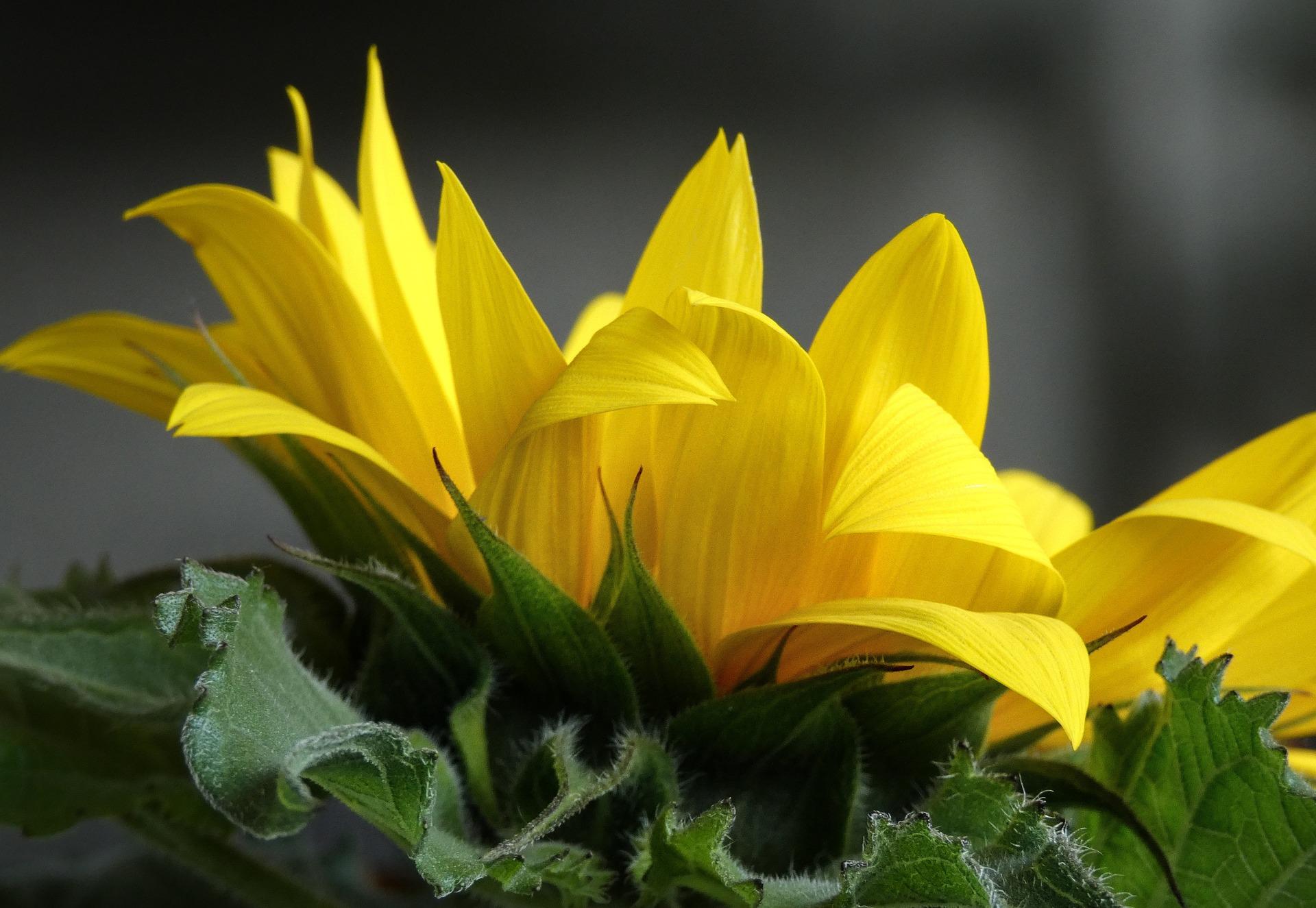 uploads/images/Jerusalem Artichoke 6510443_1920