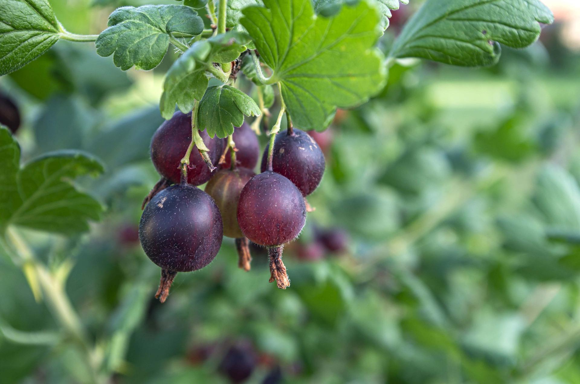 uploads/images/Jostaberry 7516996_1920