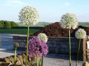 uploads/images/Jpr Farm Direct Flowers 300x225