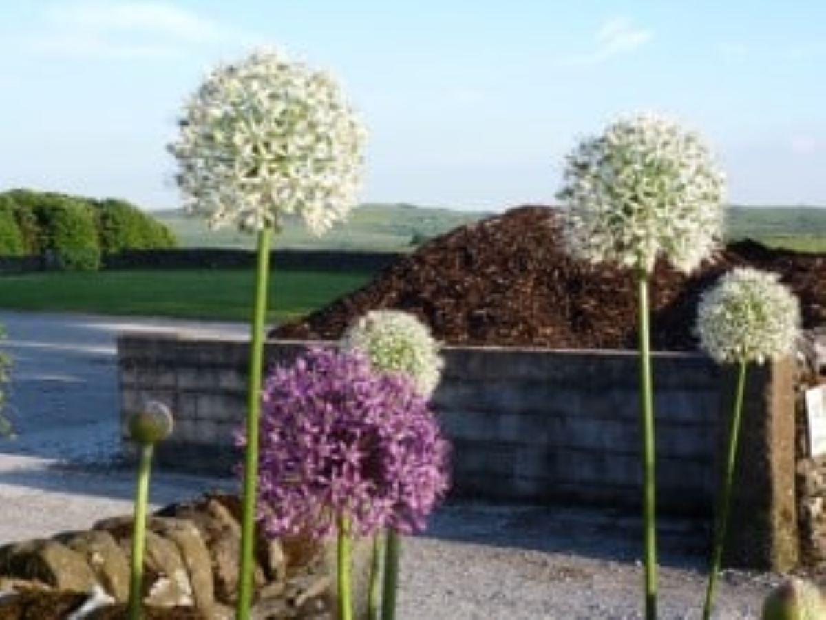 uploads/images/Jpr Farm Direct Flowers 300x225