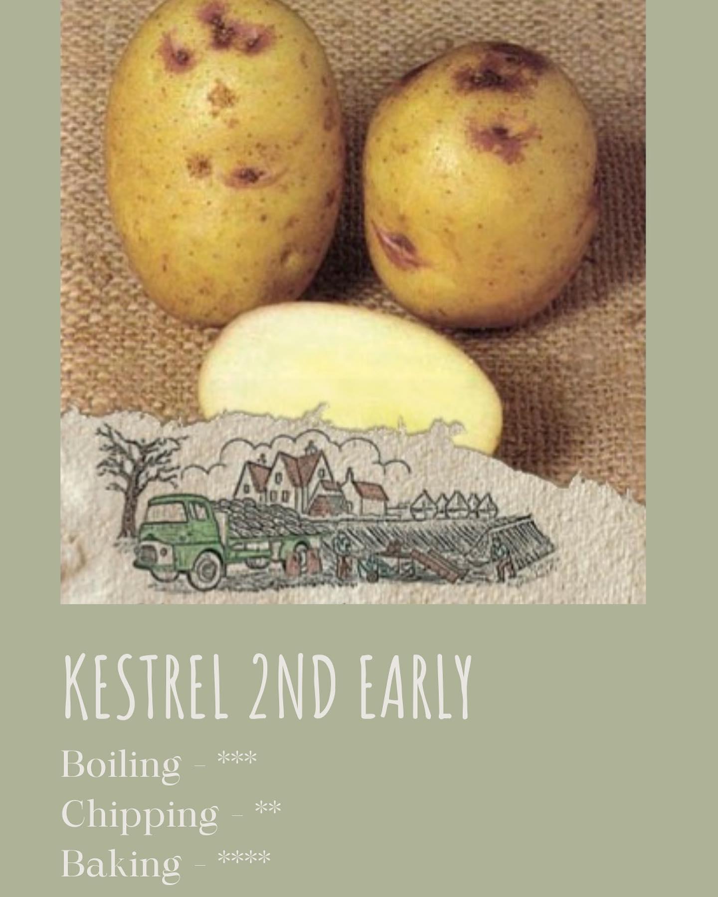 uploads/images/Kestrel