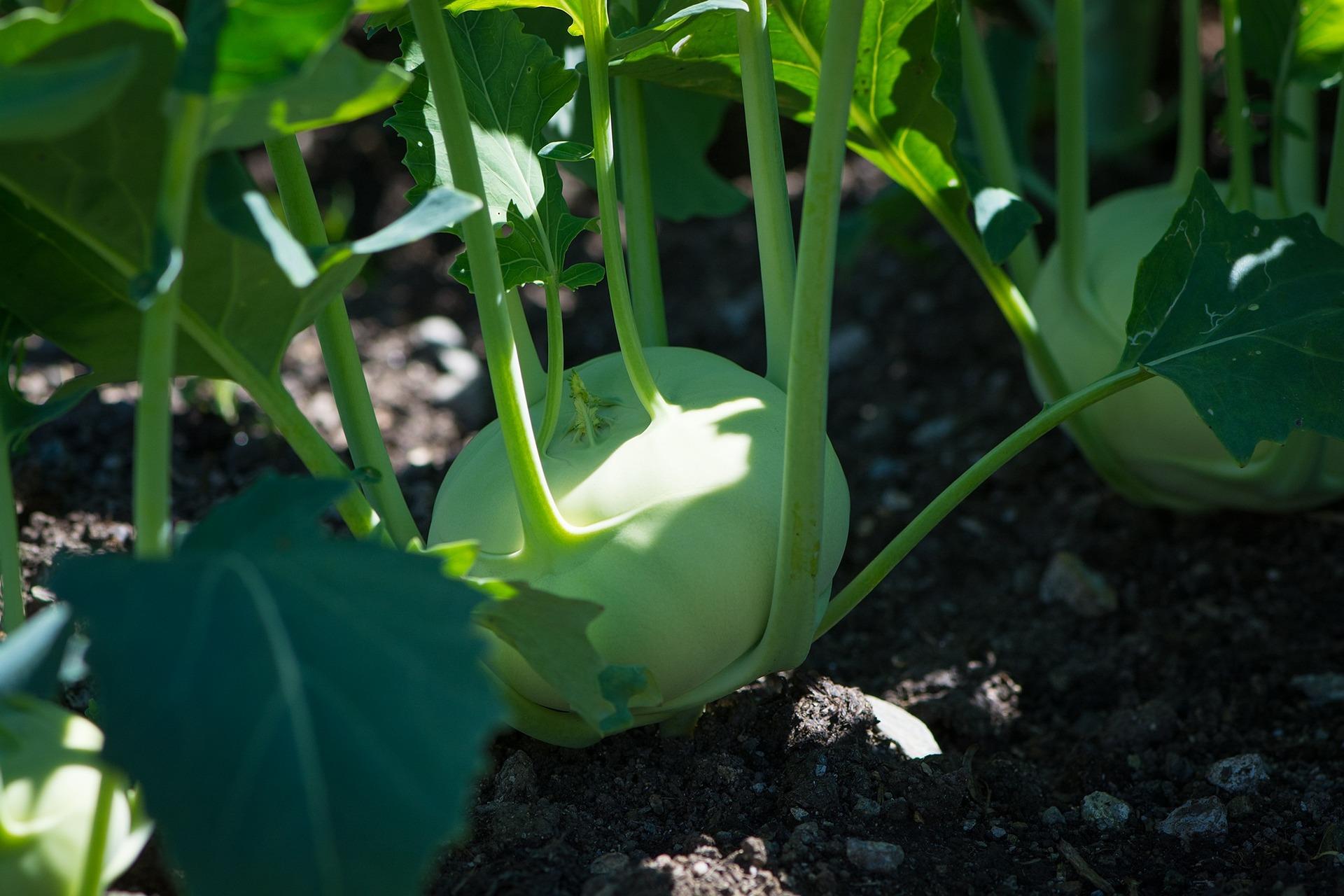 uploads/images/Kohlrabi 1595302_1920