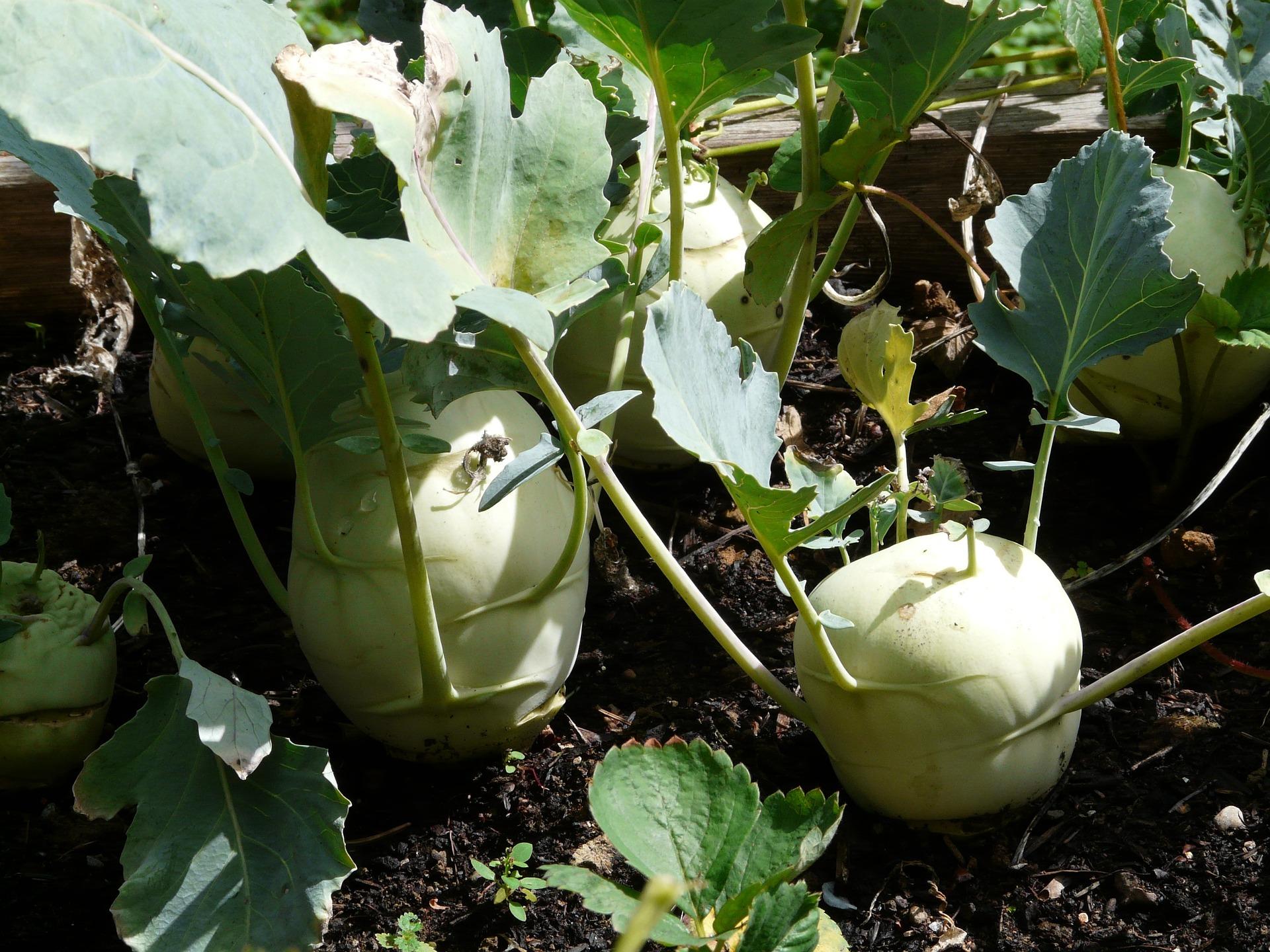 uploads/images/Kohlrabi 59730_1920