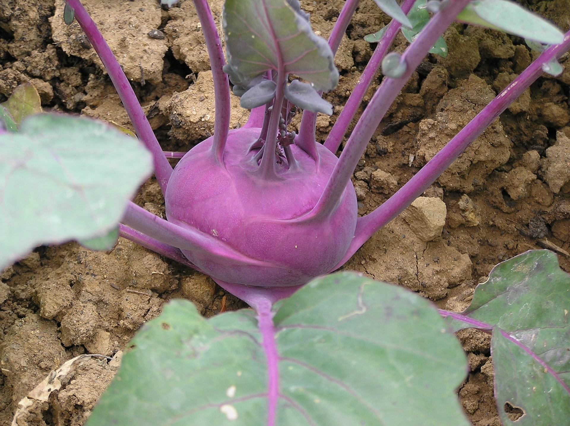 uploads/images/Kohlrabi 74222_1920