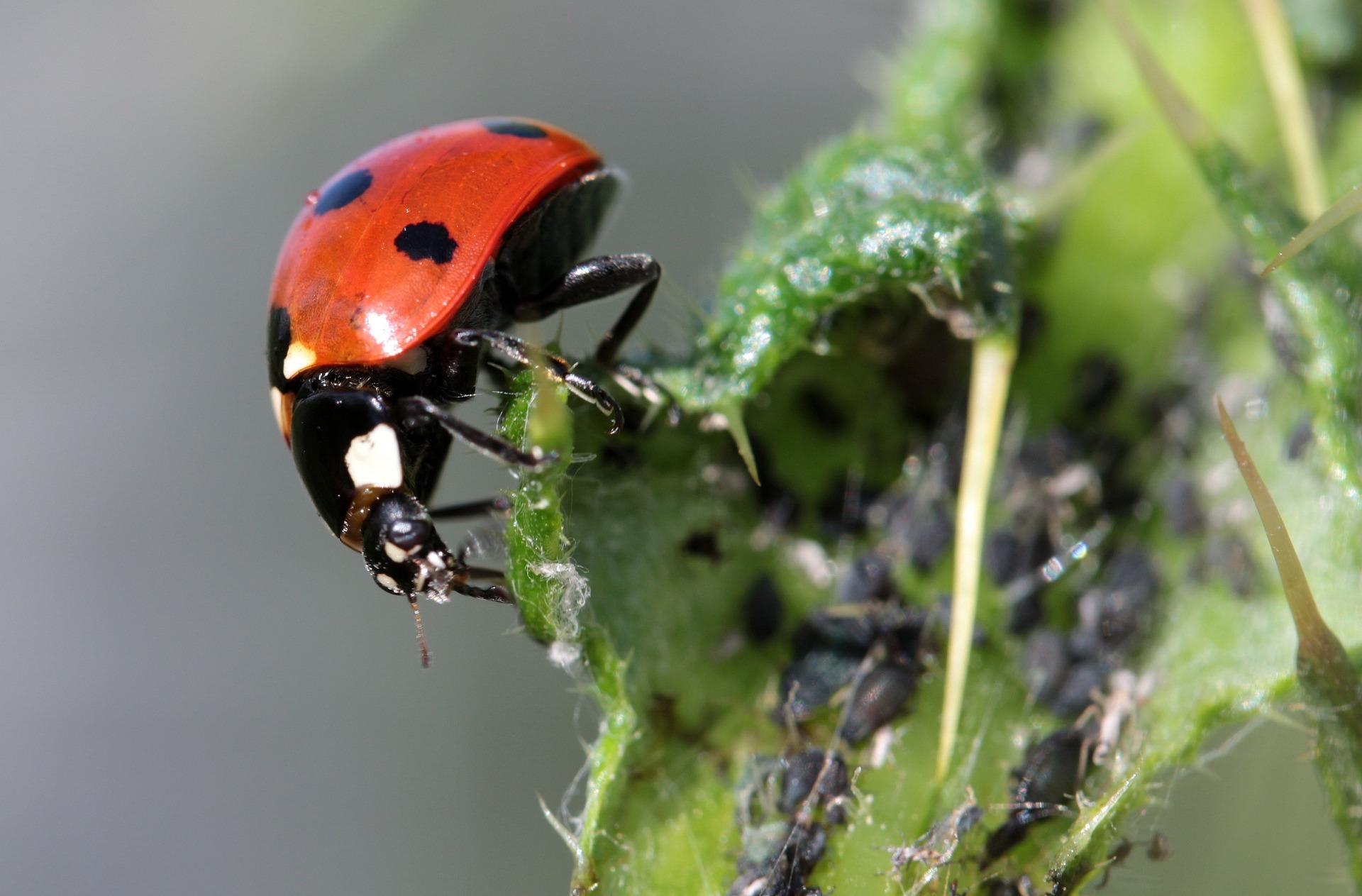 ladybug 1486347_1920
