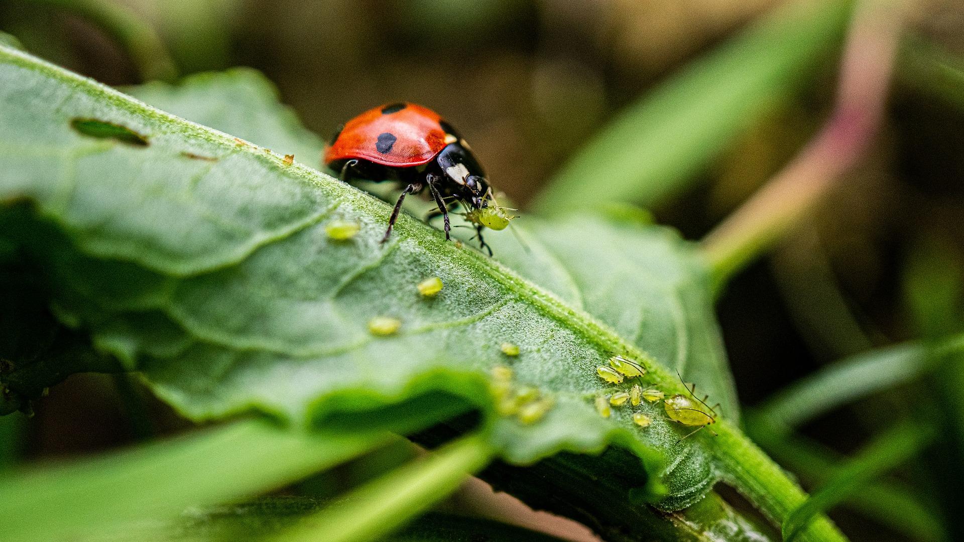 uploads/images/Ladybug 7352248_1920