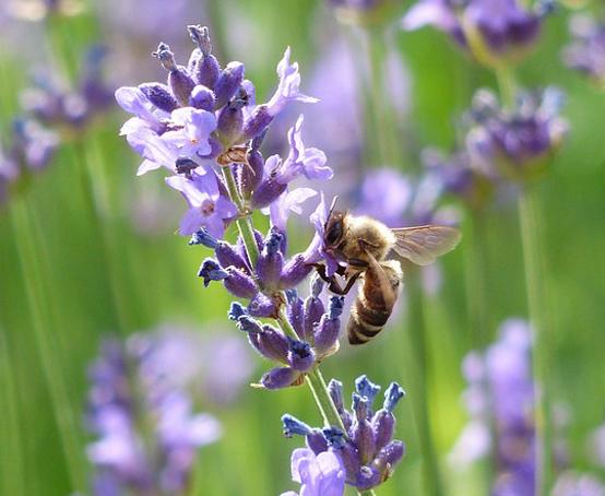 uploads/images/Lavender Bee