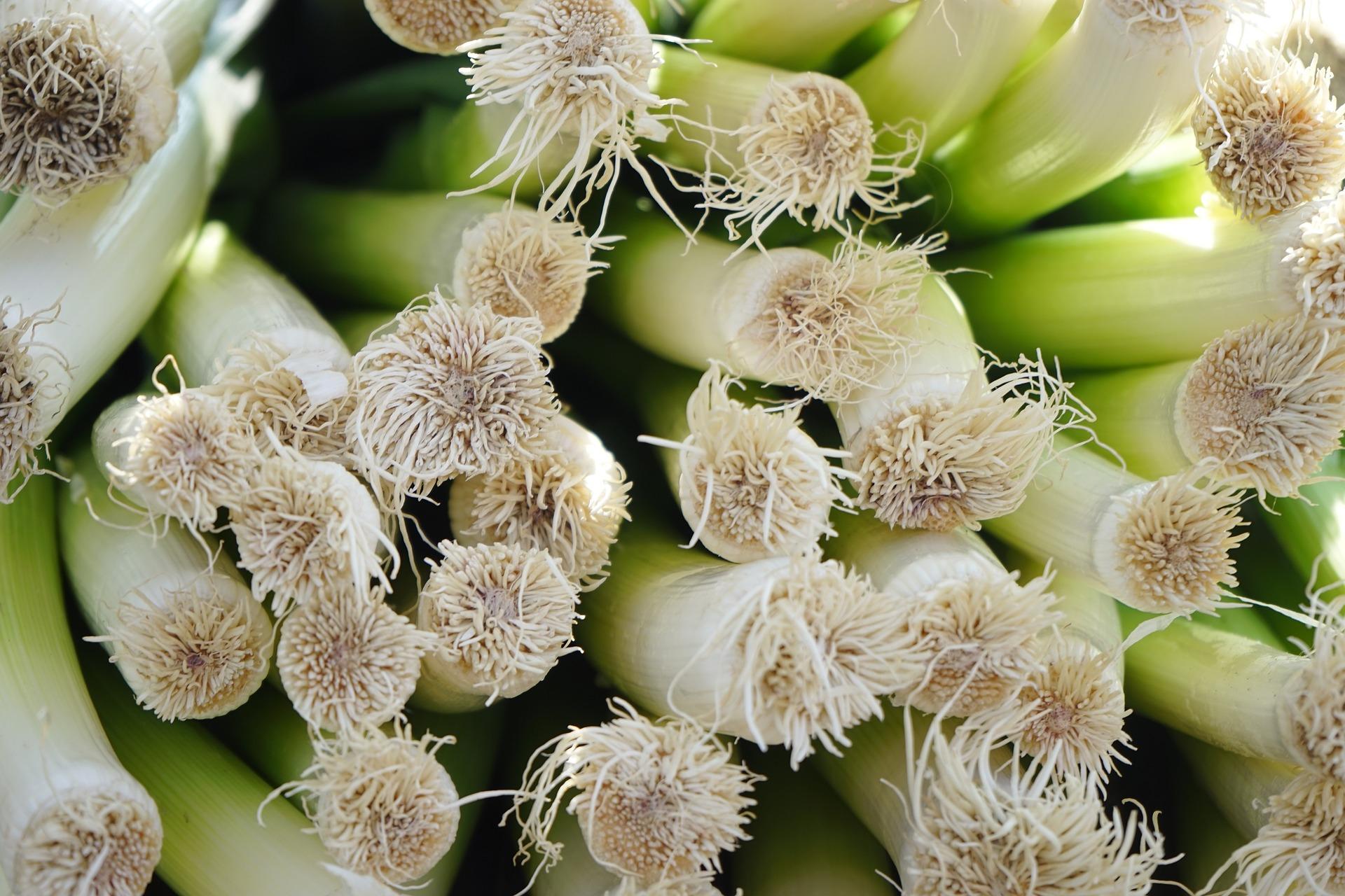 uploads/images/Leek 318162_1920