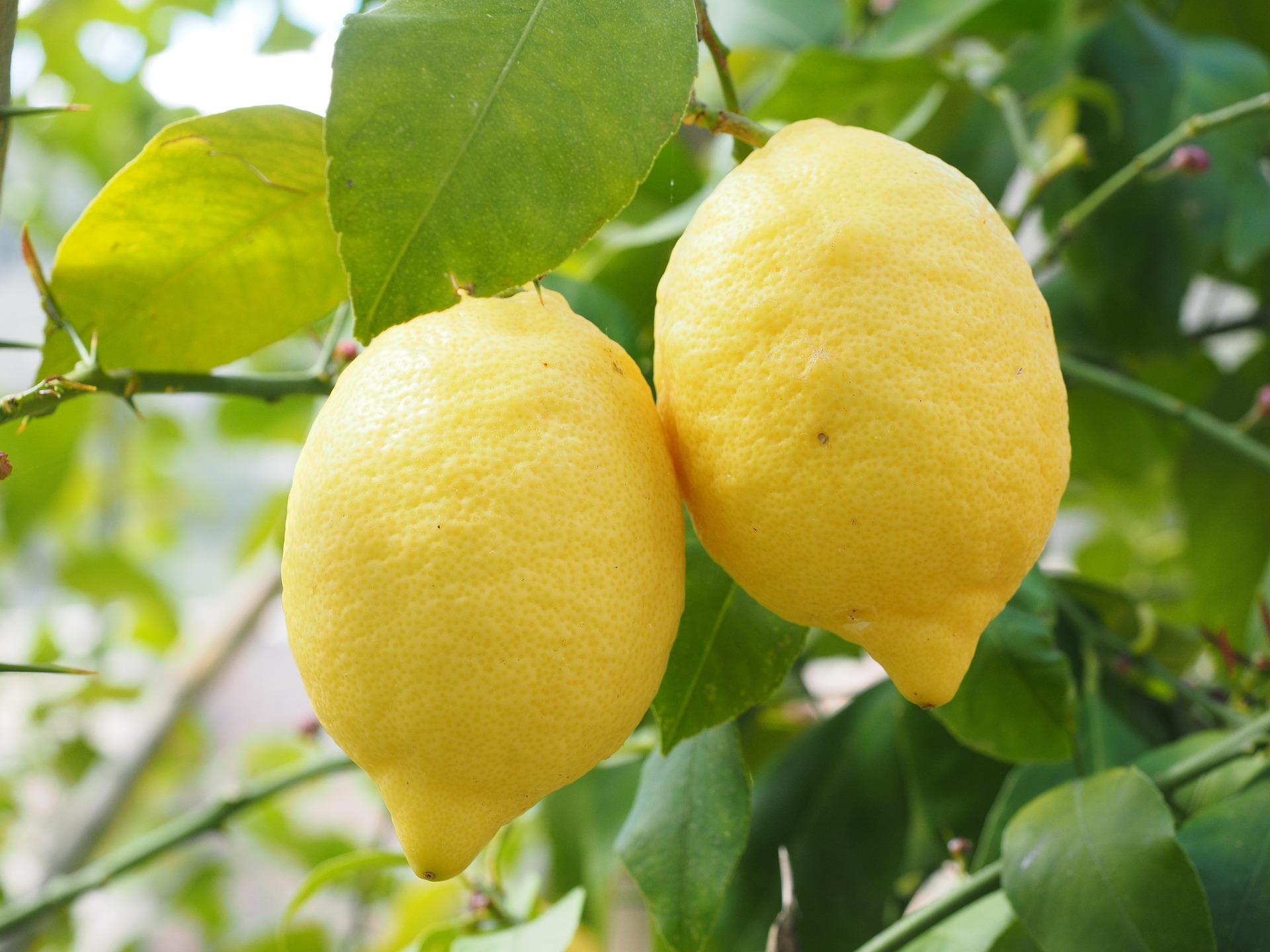 uploads/images/Lemon 1117568_1920