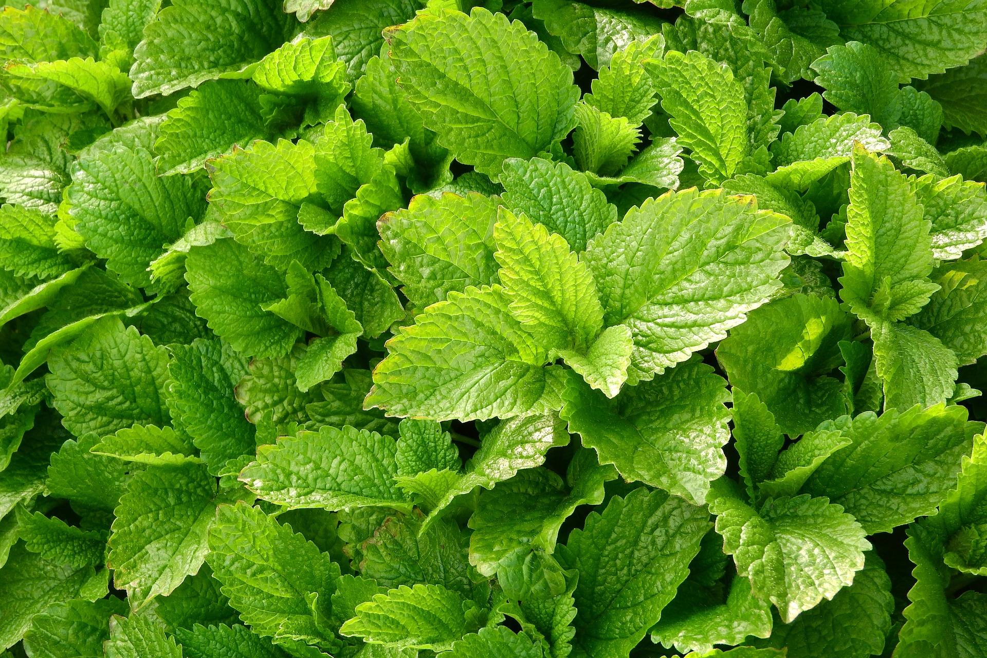 uploads/images/Lemon Balm 2370812_1920