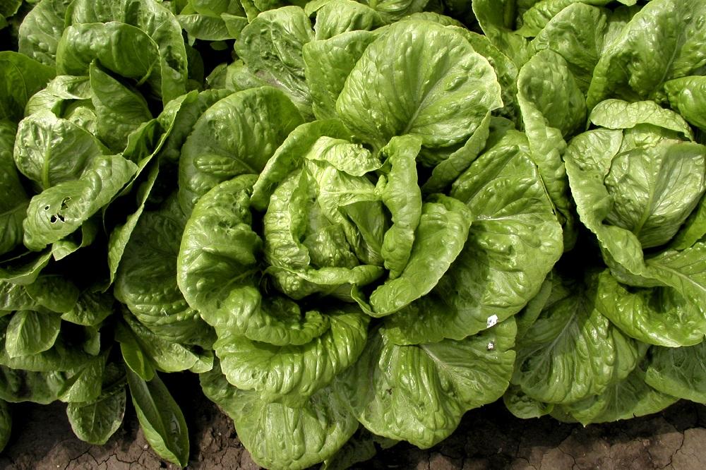 uploads/images/Lett_globus_s62613