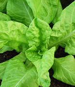 uploads/images/Lettuce1 Eca54a55d6cc0512a849619d4bc21268822cb2368560a13d96d701ff575e8f04