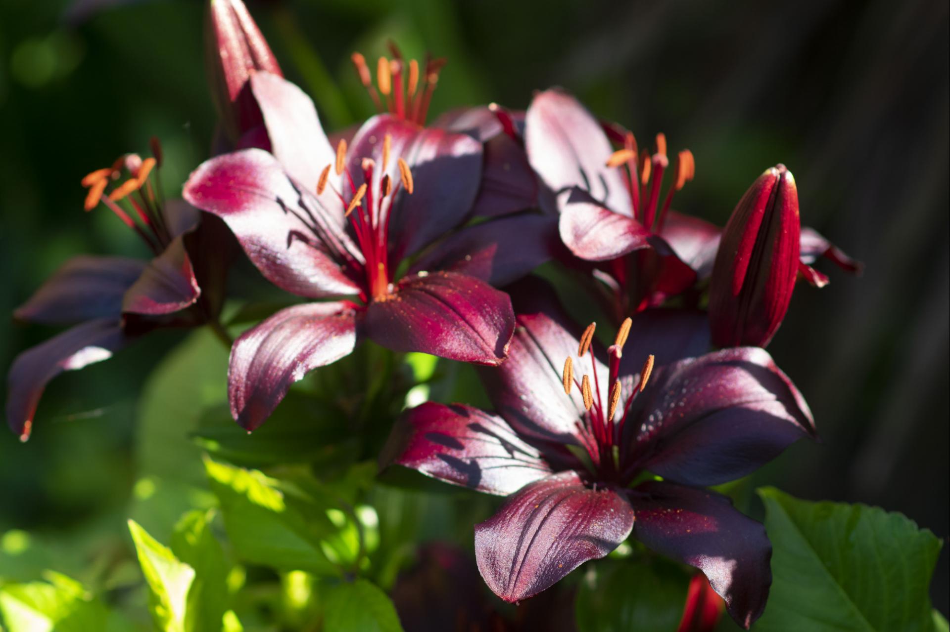 uploads/images/Lily Blackdsc_0053