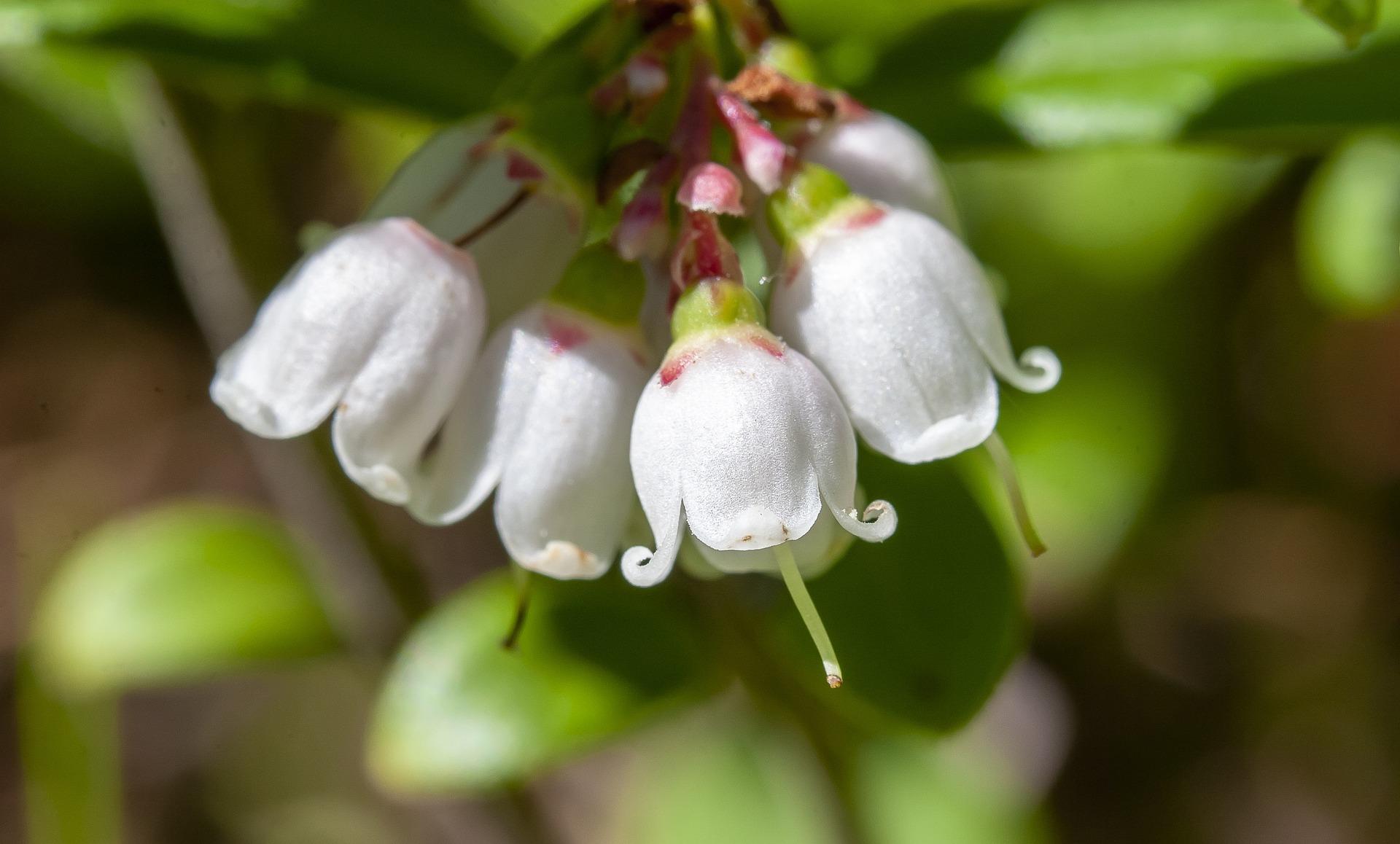 uploads/images/Lingonberry Flowers 6622146_1920