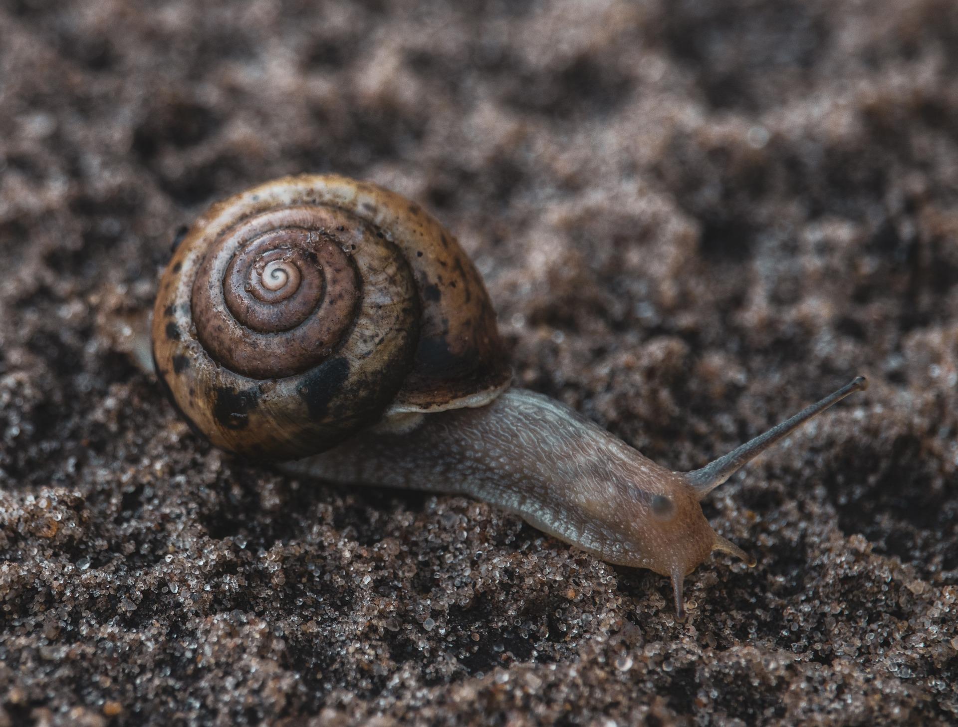 uploads/images/Macro 4564289_1920