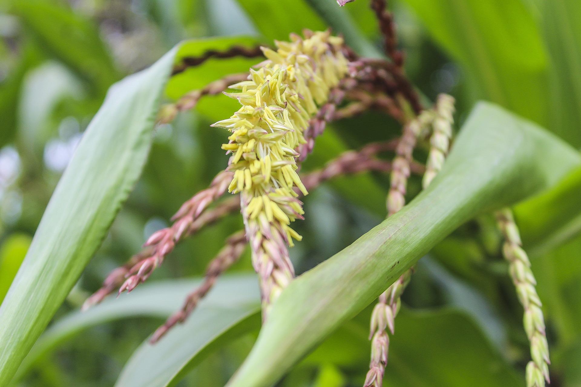 uploads/images/Maize 2922978_1920