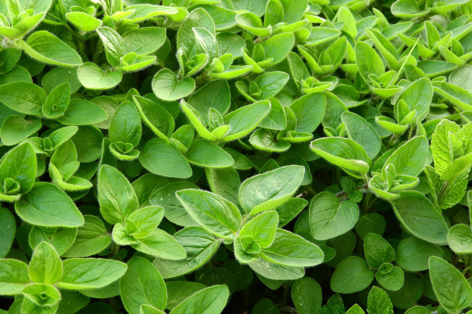 uploads/images/Marjoram 2370814_1920