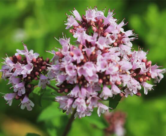 uploads/images/Marjoram Compact Main