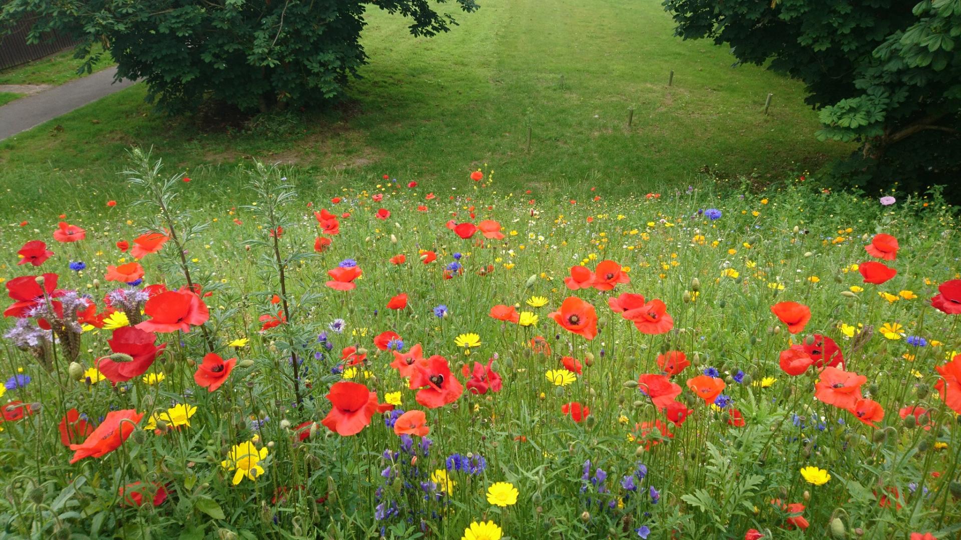 uploads/images/Meadow In My Garden Background