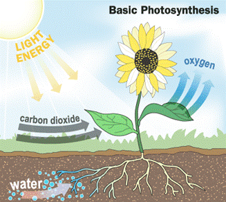uploads/images/Merebrook Photosynthesis