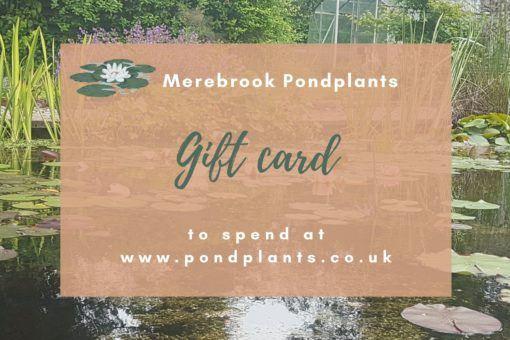 uploads/images/Merebrook Pondplants Gift Certificate 510x340