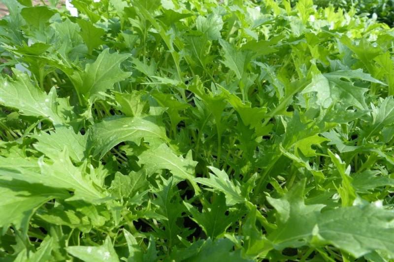 uploads/images/Mibuna Japanese Greens Brassica Rapa Var Japonica