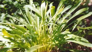 uploads/images/Mibuna