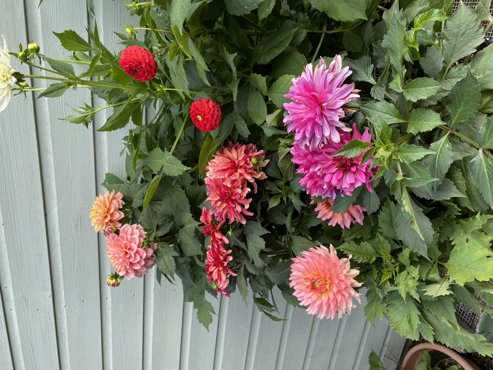 uploads/images/Mixed Dahlia 3