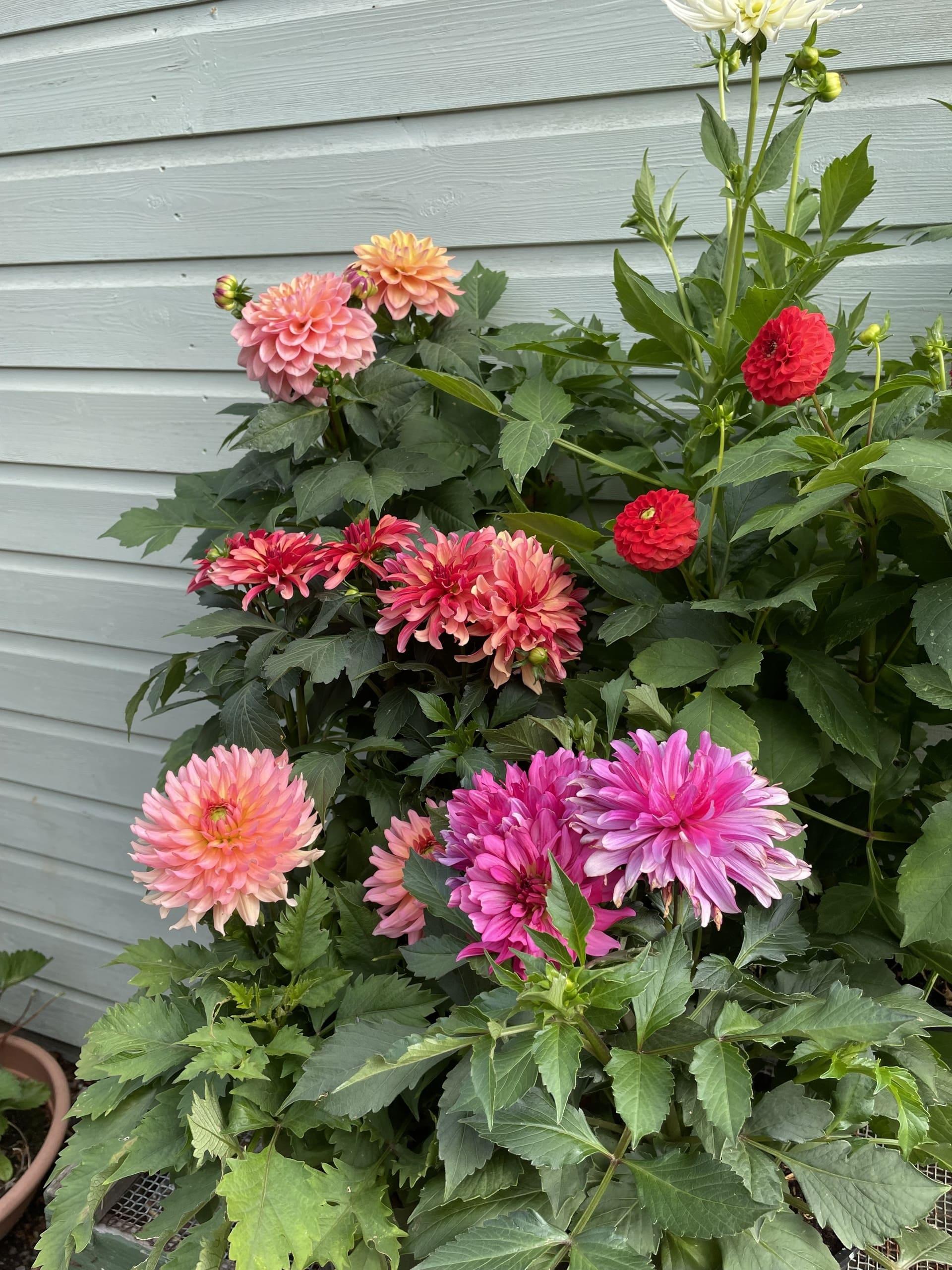 uploads/images/Mixed_dahlia__3_1