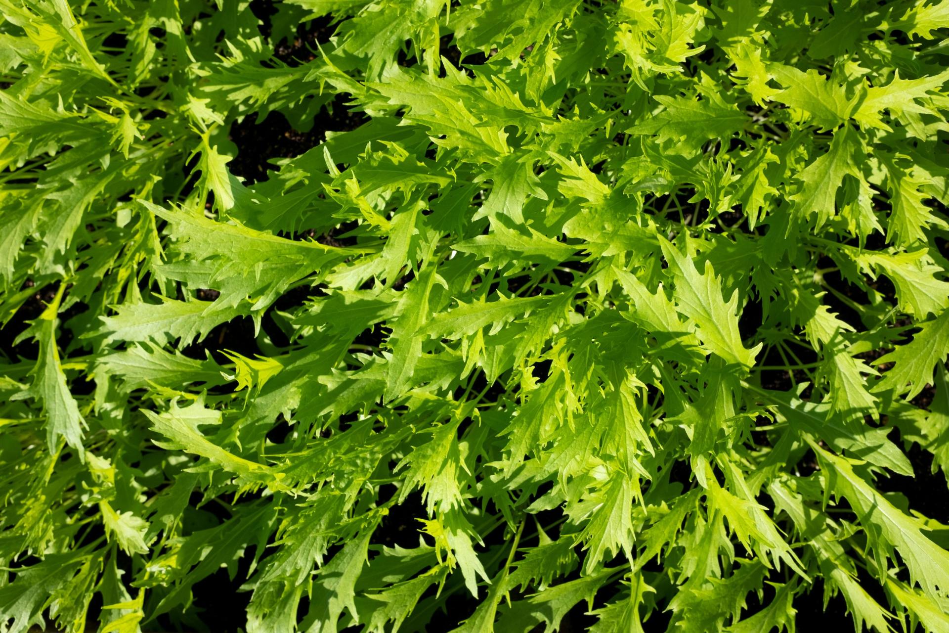 uploads/images/Mizuna Scaled