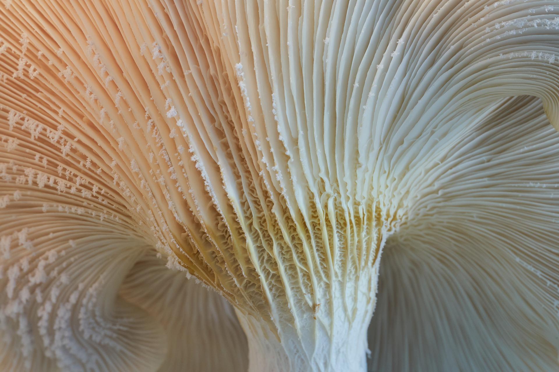 uploads/images/Mushroom 7911587_1920