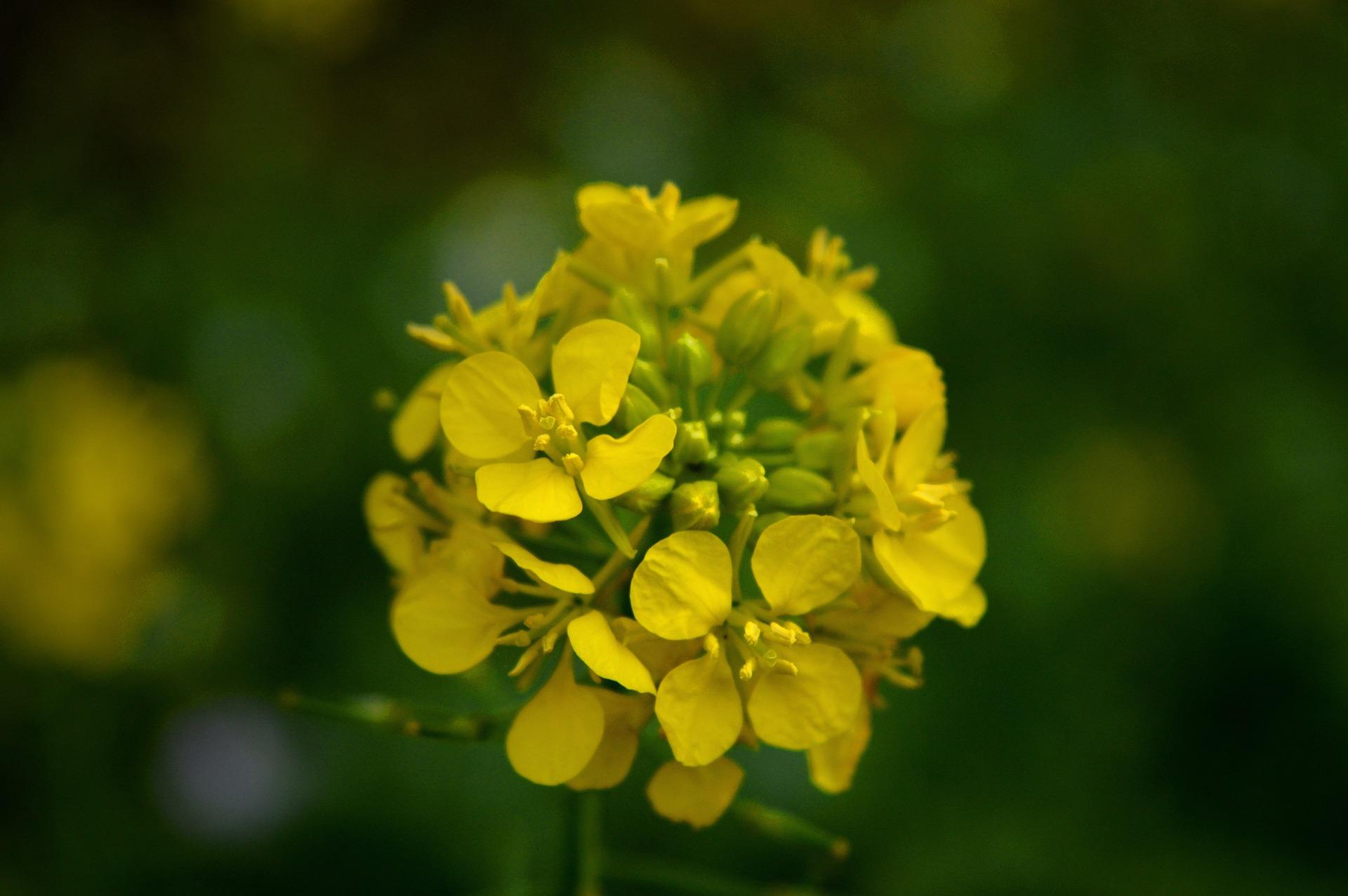 uploads/images/Mustard Flower 3825019_1920