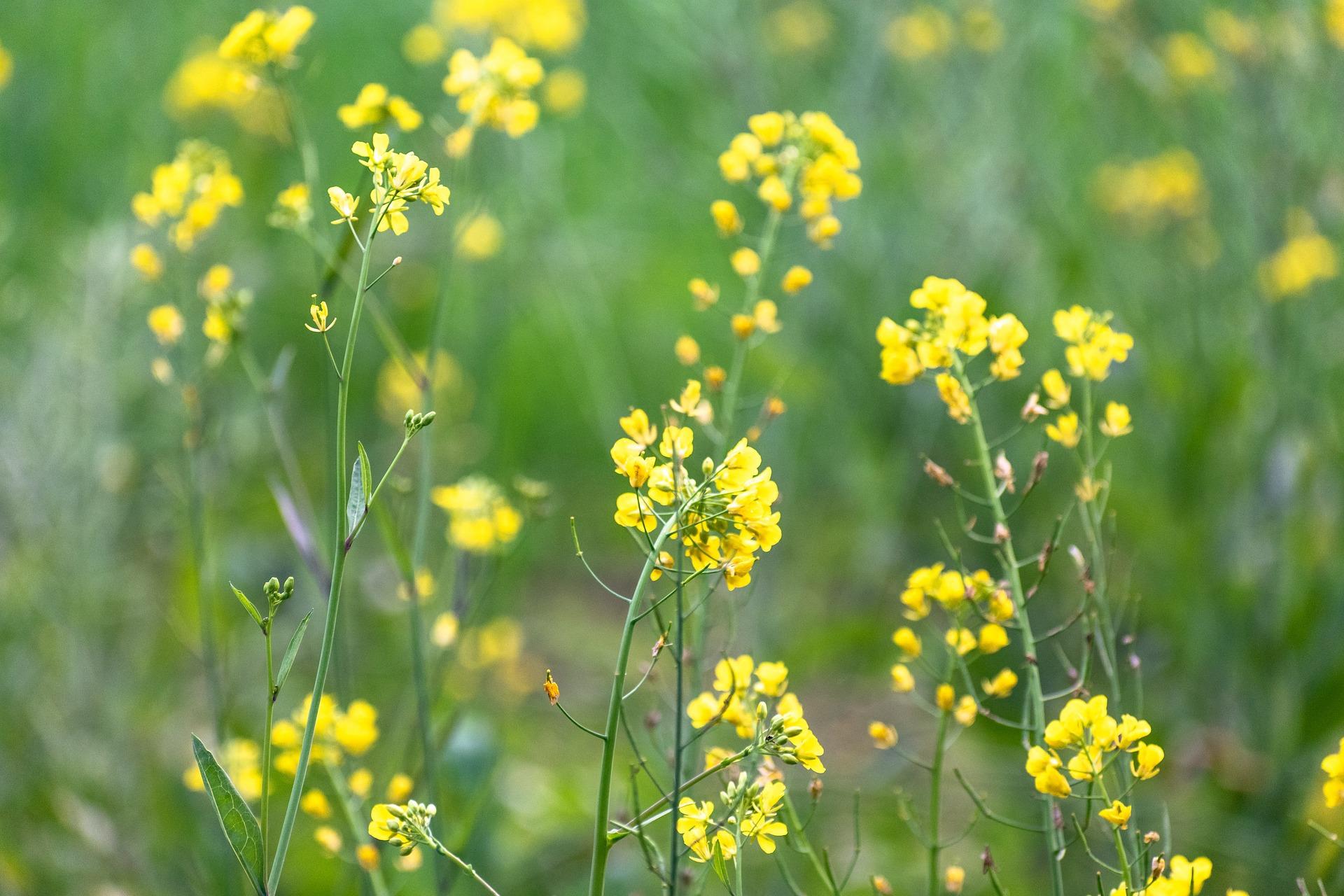 uploads/images/Mustard Flowers 5956870_1920