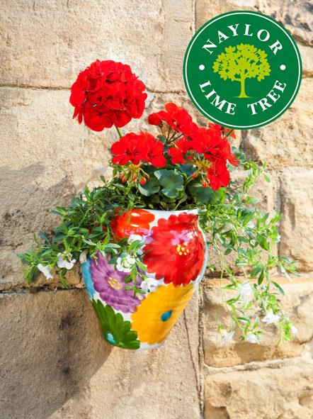 uploads/images/Nayor_lime_tree