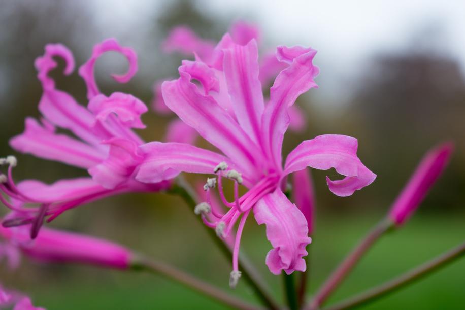 uploads/images/Nerine Pink4