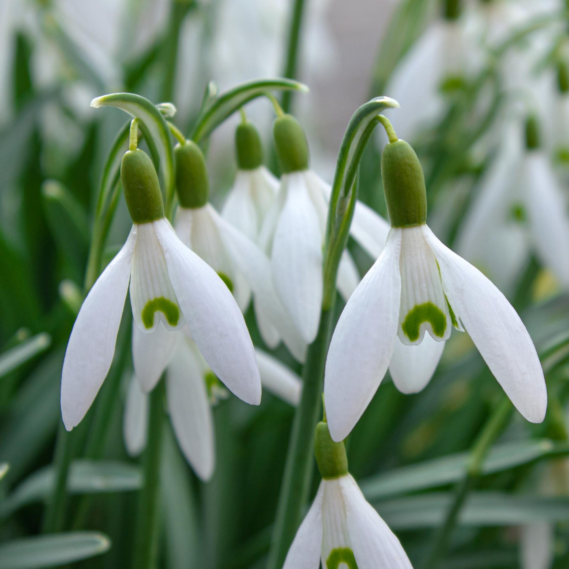 uploads/images/Nivalis Square 