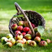 uploads/images/ofd1a