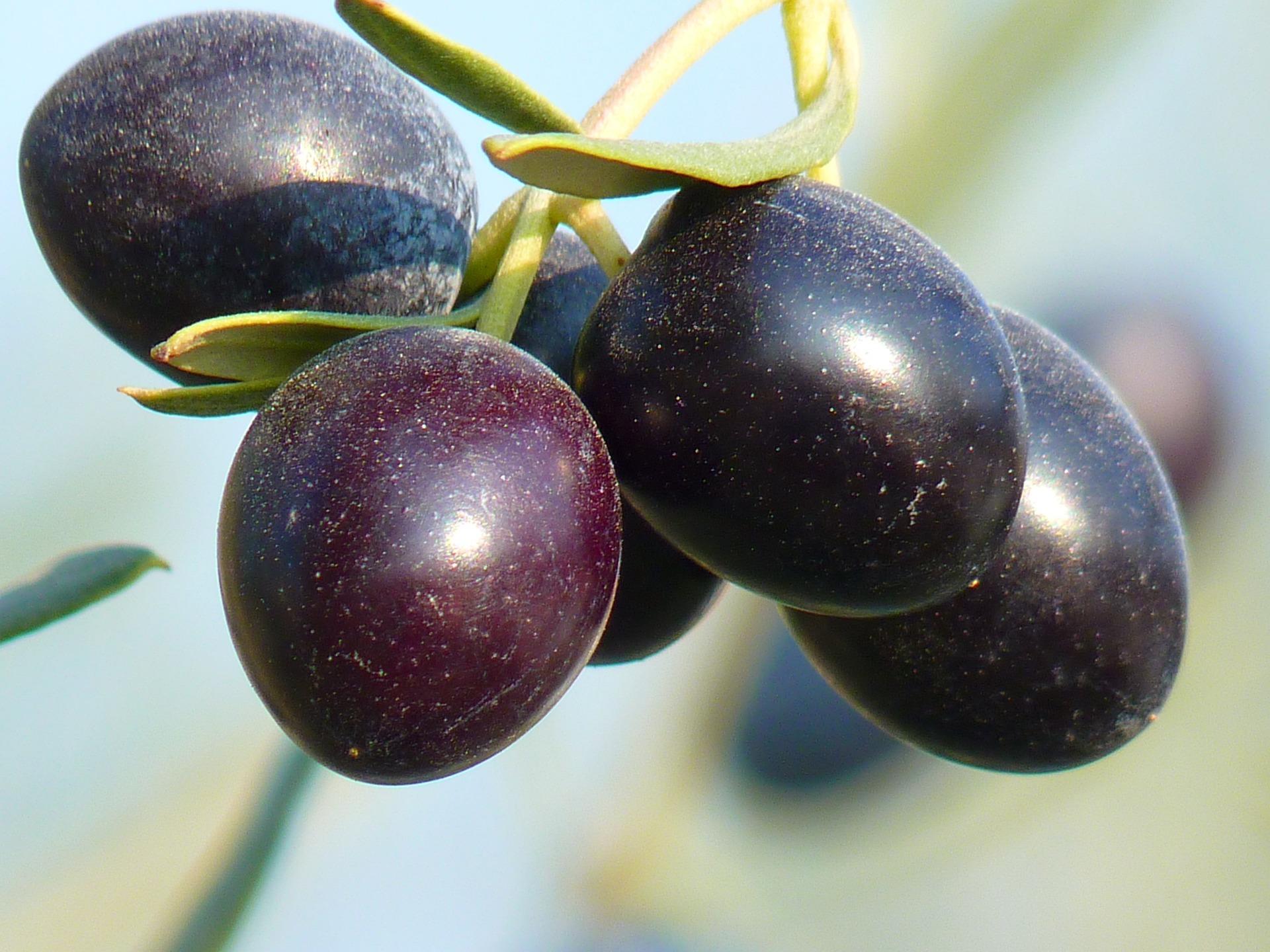 uploads/images/Olives 15016_1920